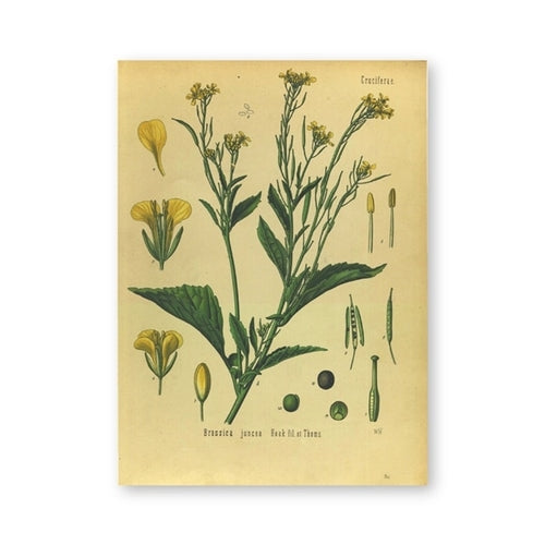 Vintage Botany Prints