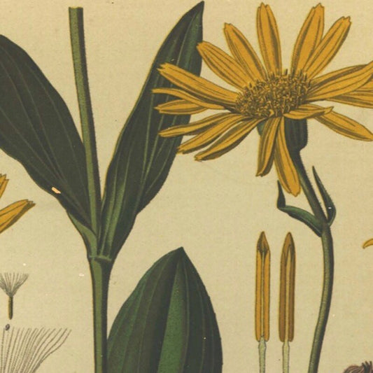 Vintage Botany Prints